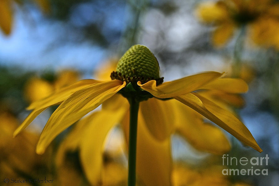 New Cone Flower Photograph by Susan Herber
