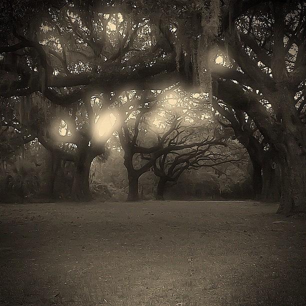 Tree Photograph - New Edit Of 6 Oaks Cemetery At Dawn by Tony Delsignore