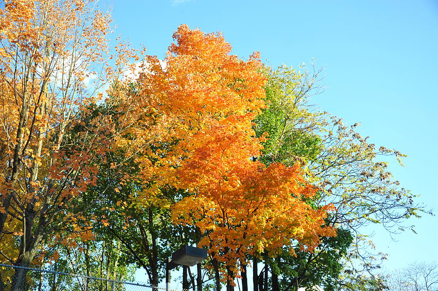 New England Fall Foliage Photograph by Dennis Johnson - Pixels