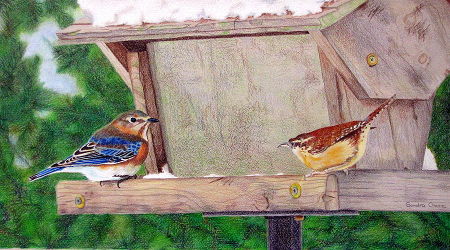 Bluebird Drawing - New Girl in Town by Sandra Chase