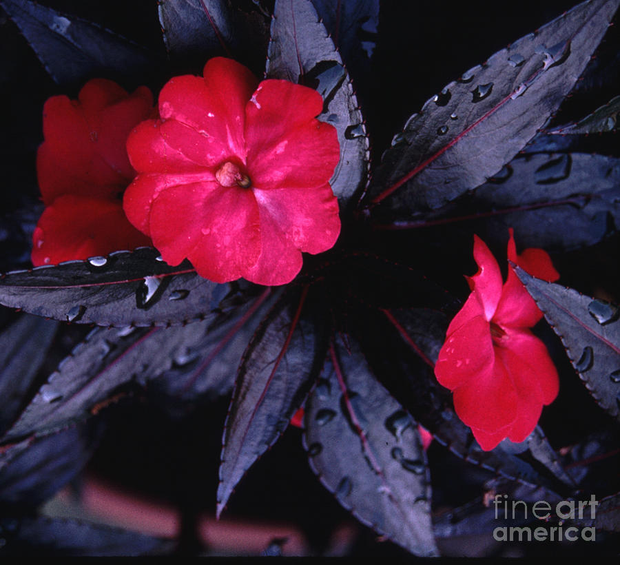 New Guinea Impatiens Photograph by Tom Wurl
