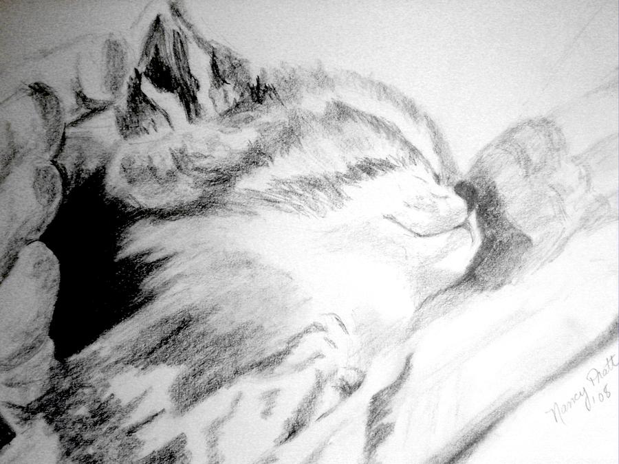 Cat Drawing - New Kitten by Nancy Pratt