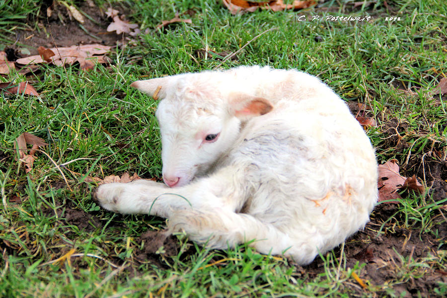 new world lamb specials today