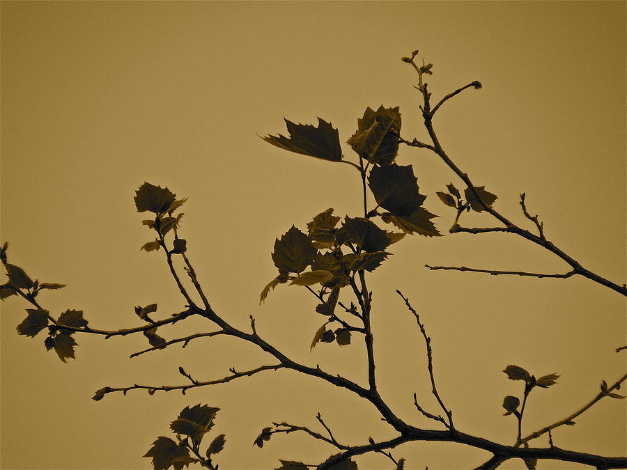 New Leaves   Sepia Photograph by Diana Hatcher