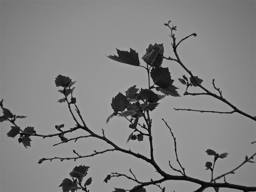 New Leaves  B and W Photograph by Diana Hatcher