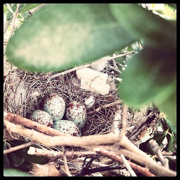 New Life In Our Oak Tree Photograph by Jason Ash