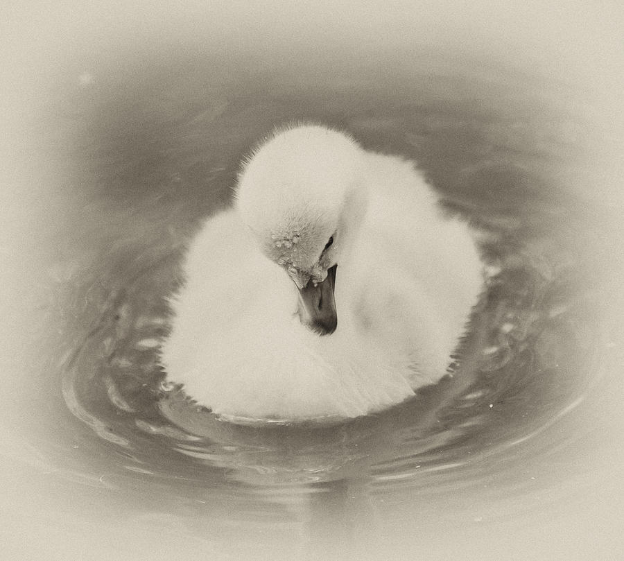 New Life Photograph by Wilma  Birdwell