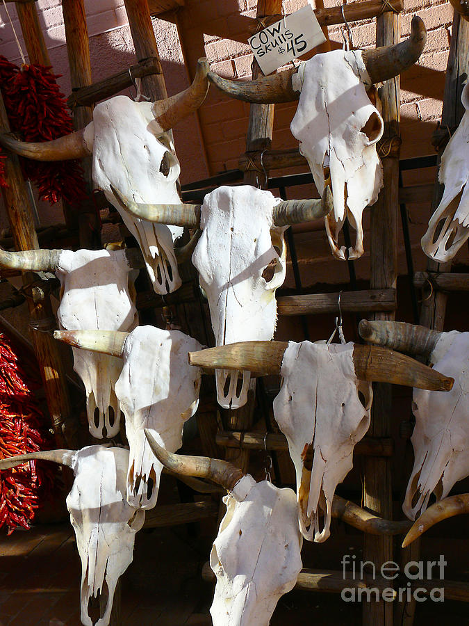 New Mexico Cow Skulls Photograph by Jeanne  Woods