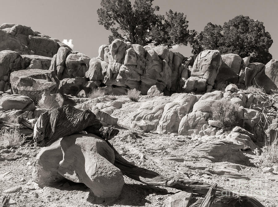 New Mexico Landscape Photograph by Sherry Davis