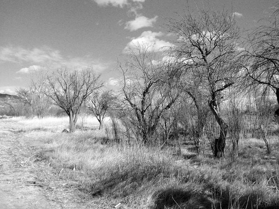 New Mexico Series - Bare Beauty Photograph by Kathleen Grace