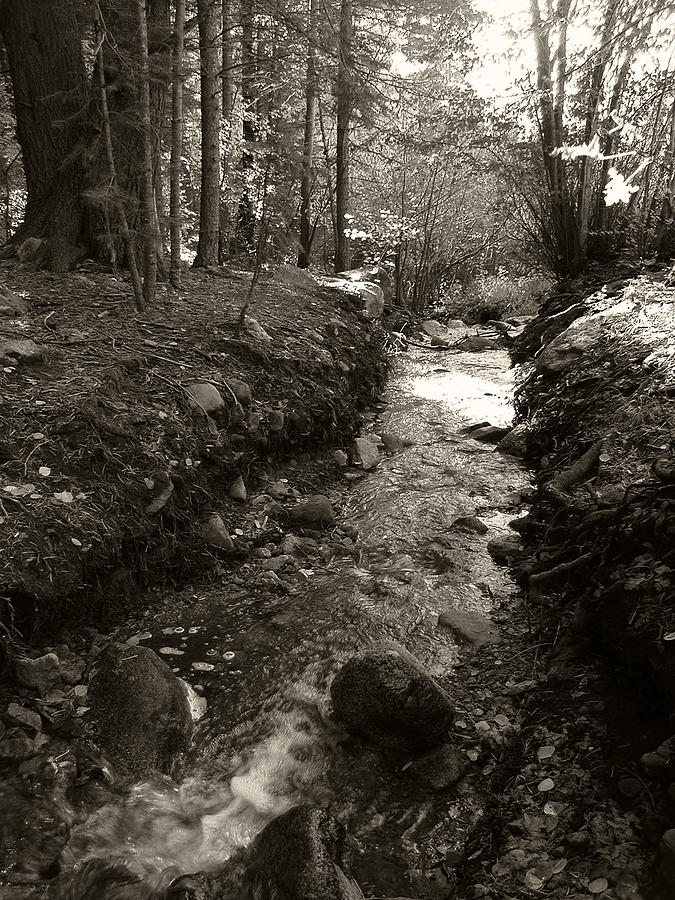 New Mexico Series - Late winter streambed Photograph by Kathleen Grace