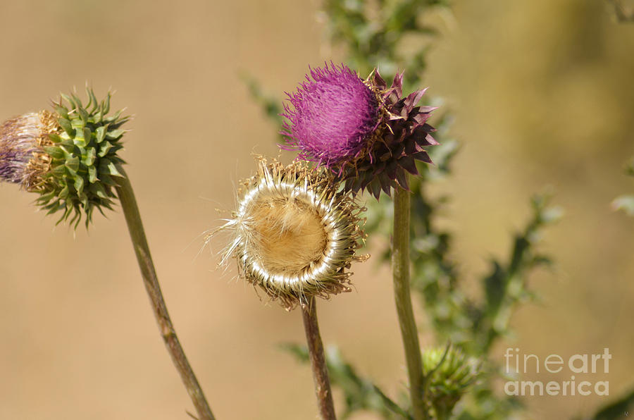 New Mexico Thistle II Photograph by Donna Greene