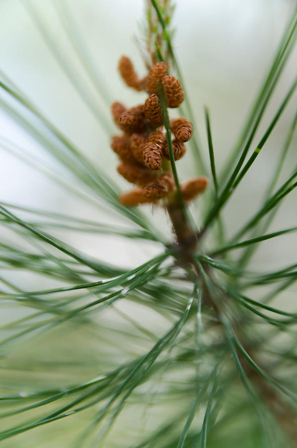 New pine cones Photograph by Michael Goyberg