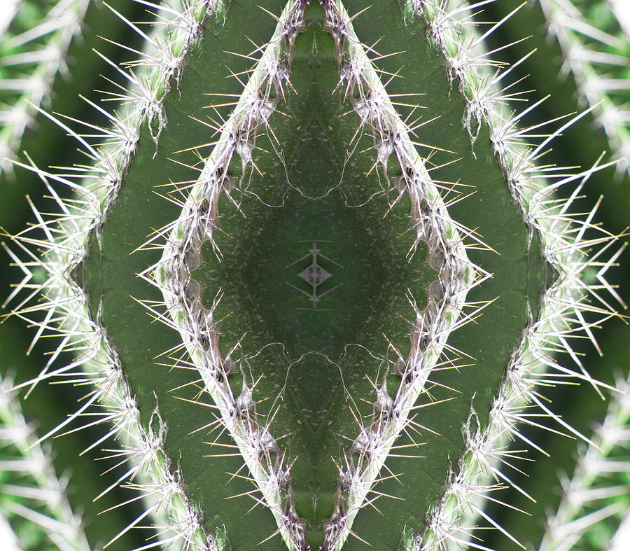 Cactus Photograph - New symbol by Jesus Nicolas Castanon