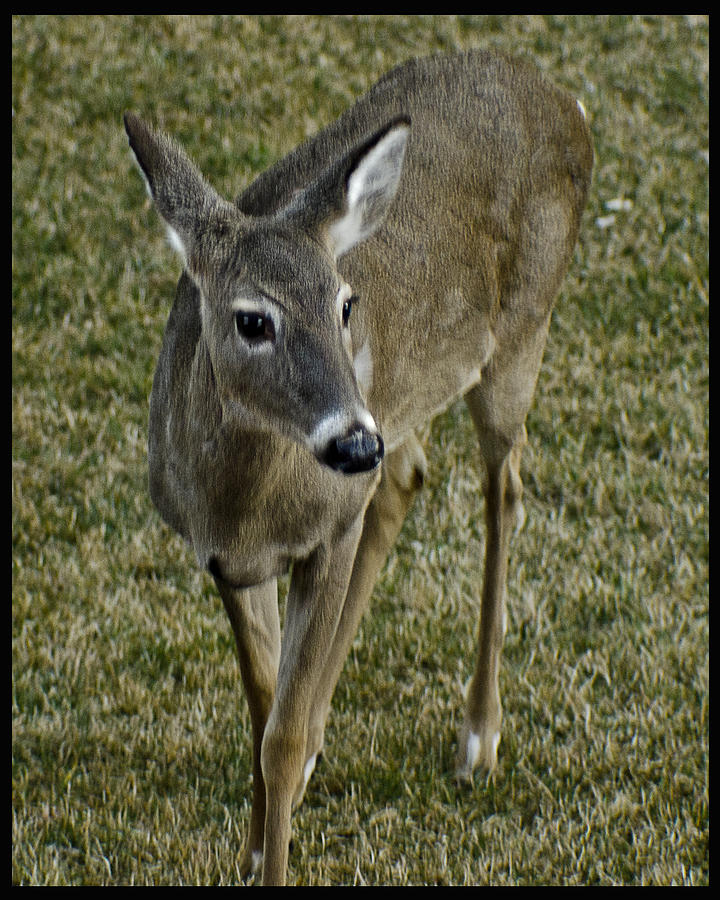 New to the world Deer Photograph by LeeAnn McLaneGoetz McLaneGoetzStudioLLCcom