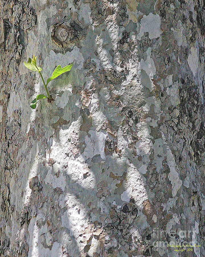 New Maple Tree Limb Photograph by Kenny Bosak