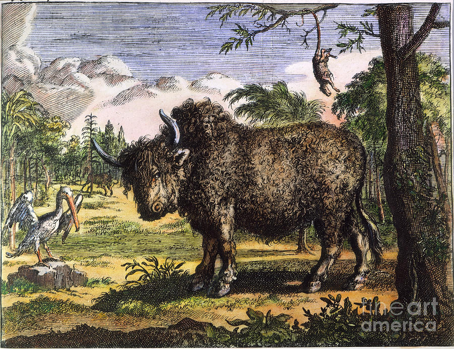New World: Buffalo, 1699 Photograph by Granger
