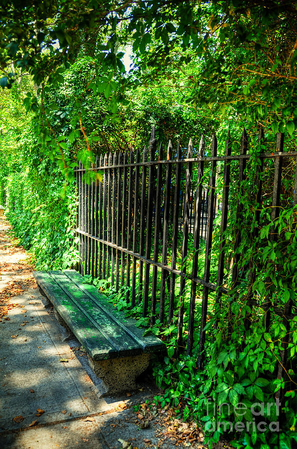 New York Bench Photograph by Kelly Wade