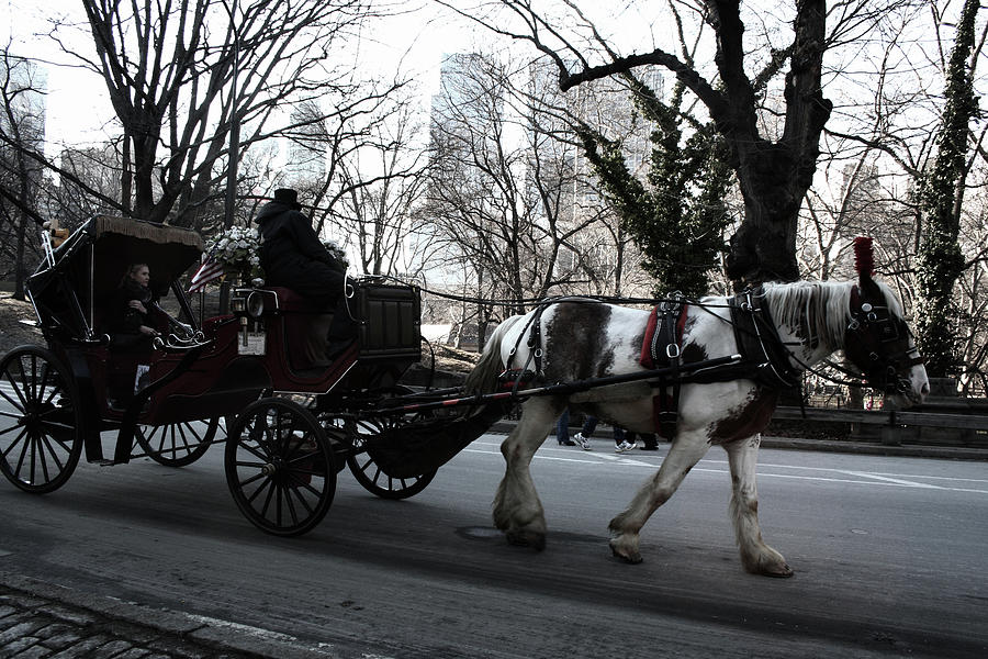 New York City Carriage Photograph by La Dolce Vita