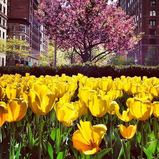 New York City Photograph - New York City in the Spring by Vivienne Gucwa