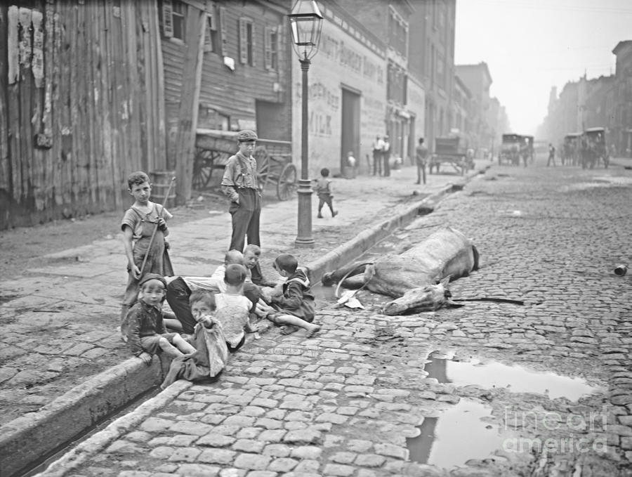 Animal Photograph - New York City Street Scene 1903 by Padre Art