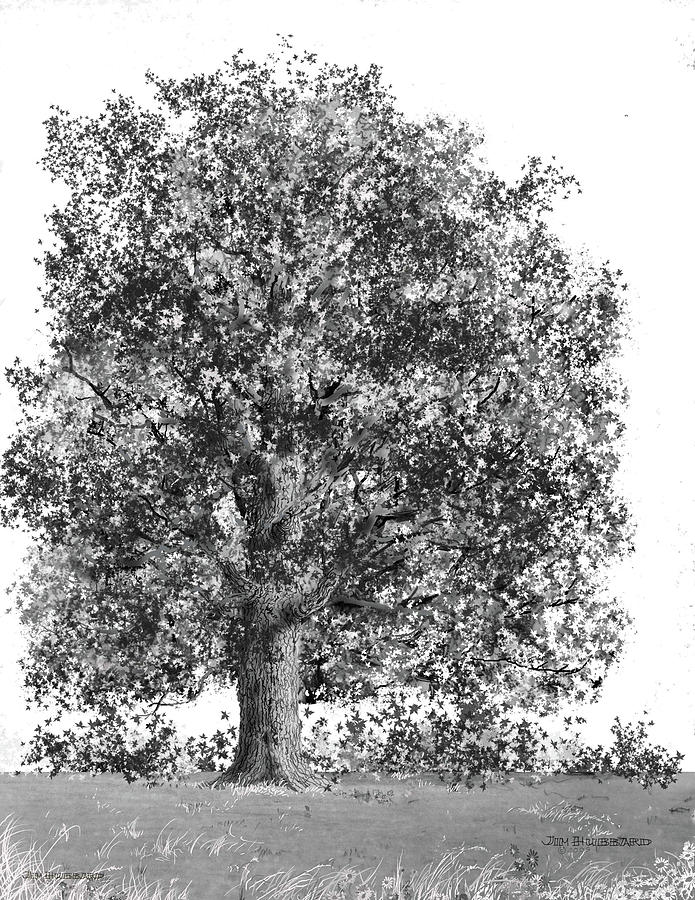 Tree Drawing - New York-Sugar Maple by Jim Hubbard