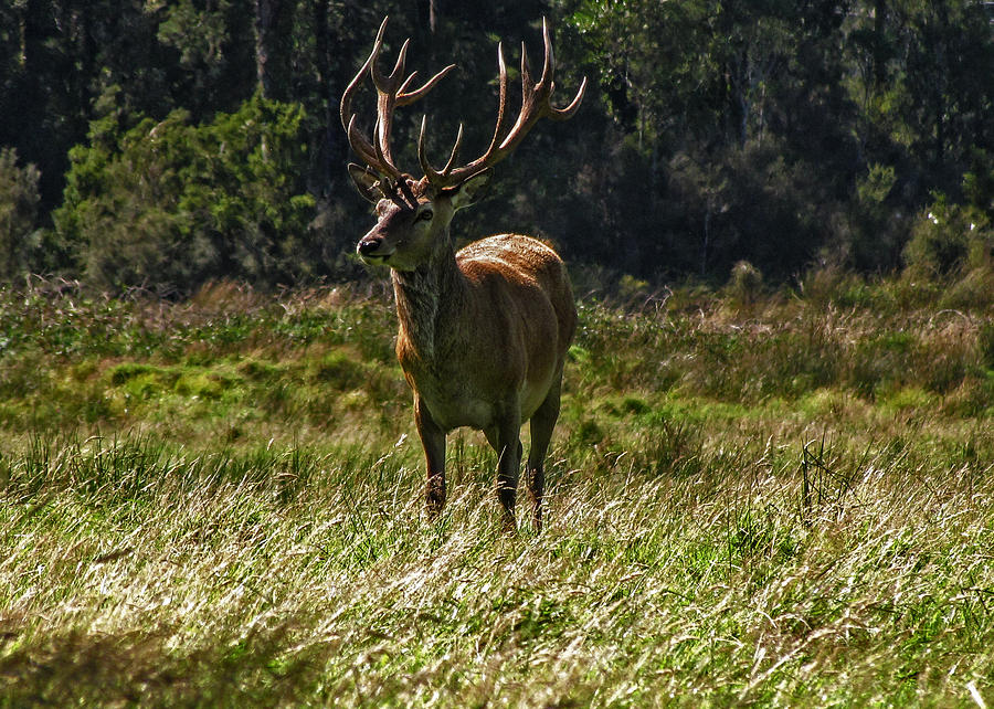 New Zealand Elk Photograph by David Gleeson