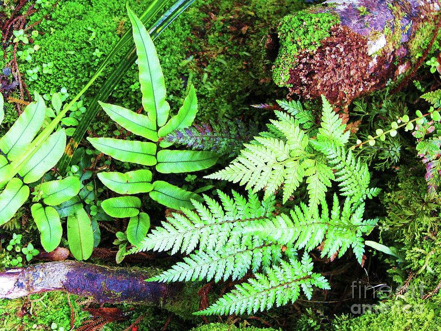 New Zealand Ferns Photograph by Michele Penner