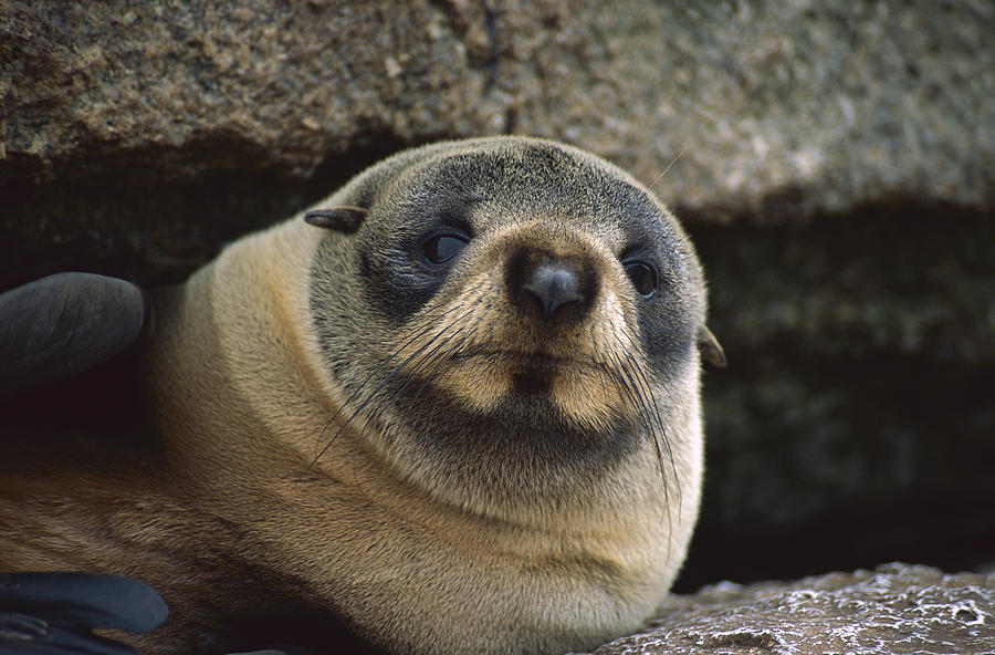 New Zealand Fur Seal Arctocephalus Photograph by Tui De Roy