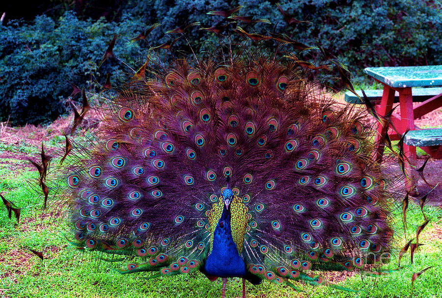 New Zealand Peacock Photograph by Mark Dodd