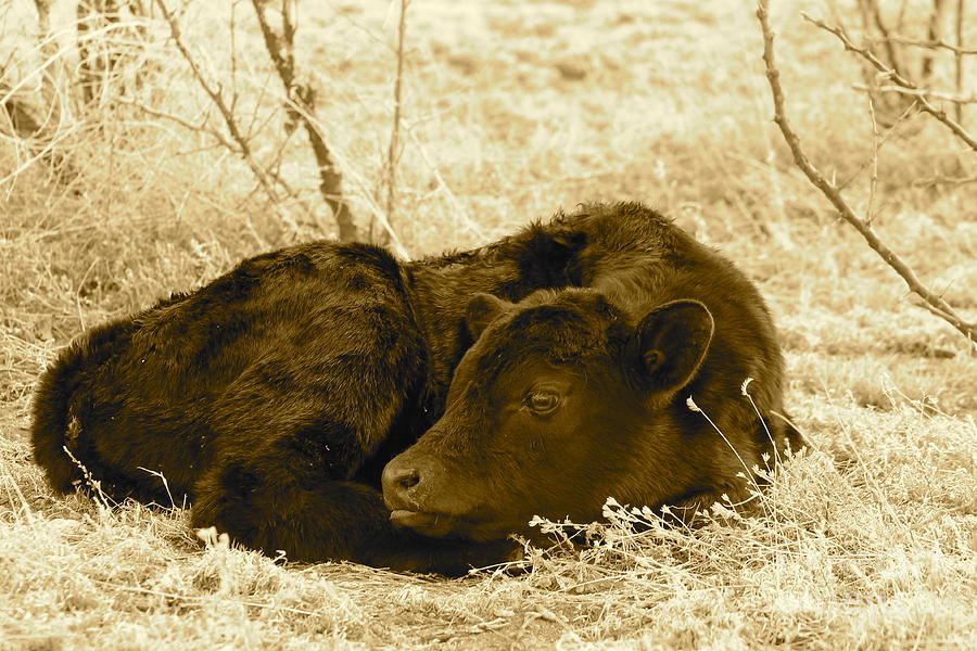 Cow Photograph - Newborn - sepia by Pamela Walrath
