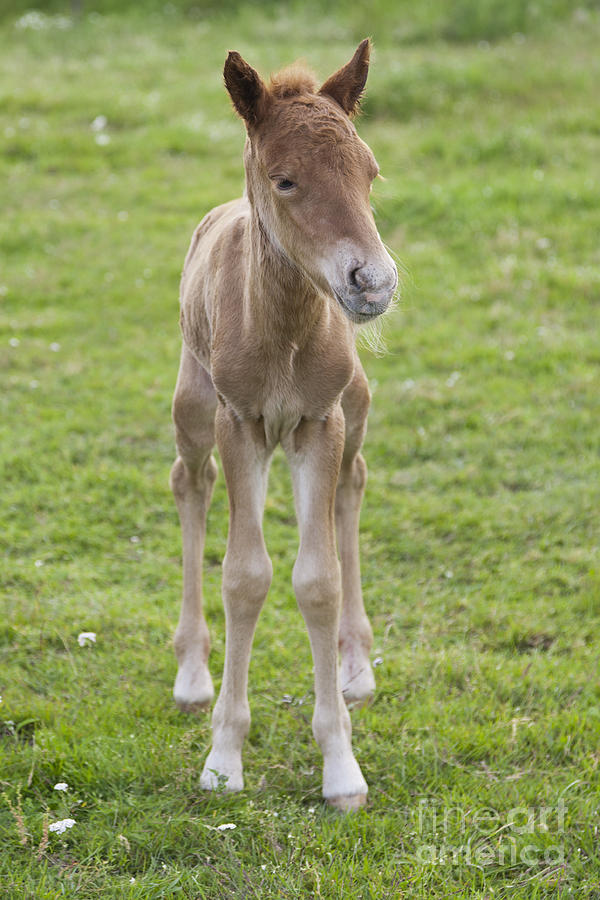 baby mule horse
