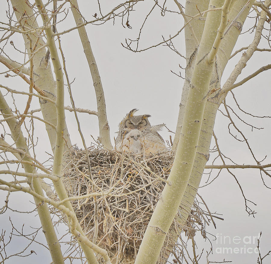 Alberta Photograph - Newborn Owlet  by Judy Grant