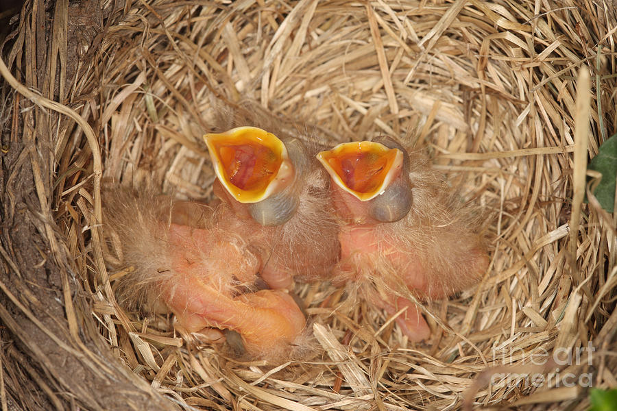 Robin Photograph - Newborn Robin Nestlings by Ted Kinsman