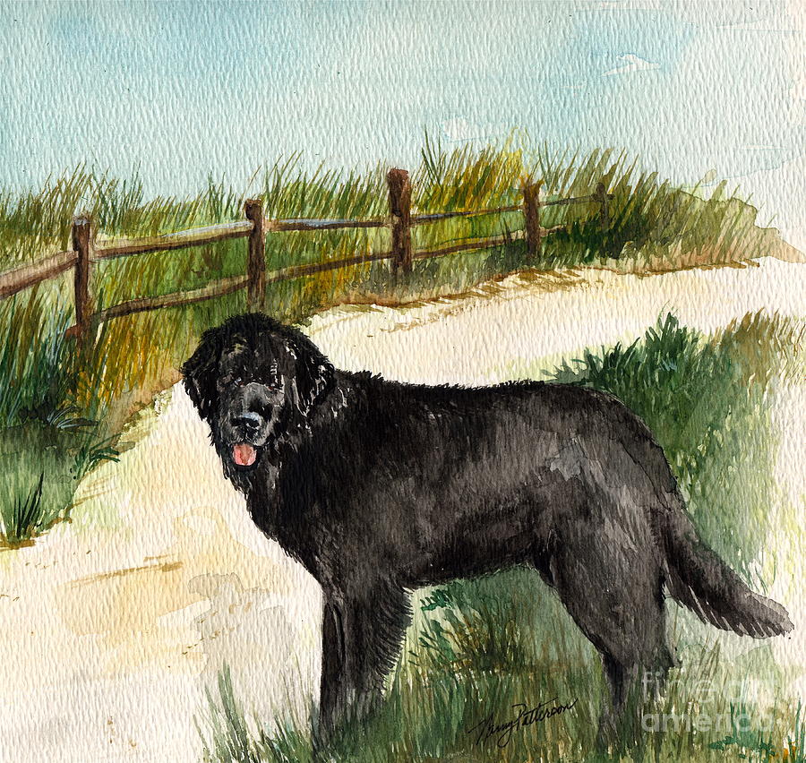 Newfie  Painting by Nancy Patterson