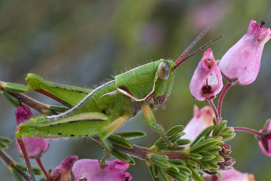 Newly Discovered Grasshopper South Photograph by Piotr Naskrecki