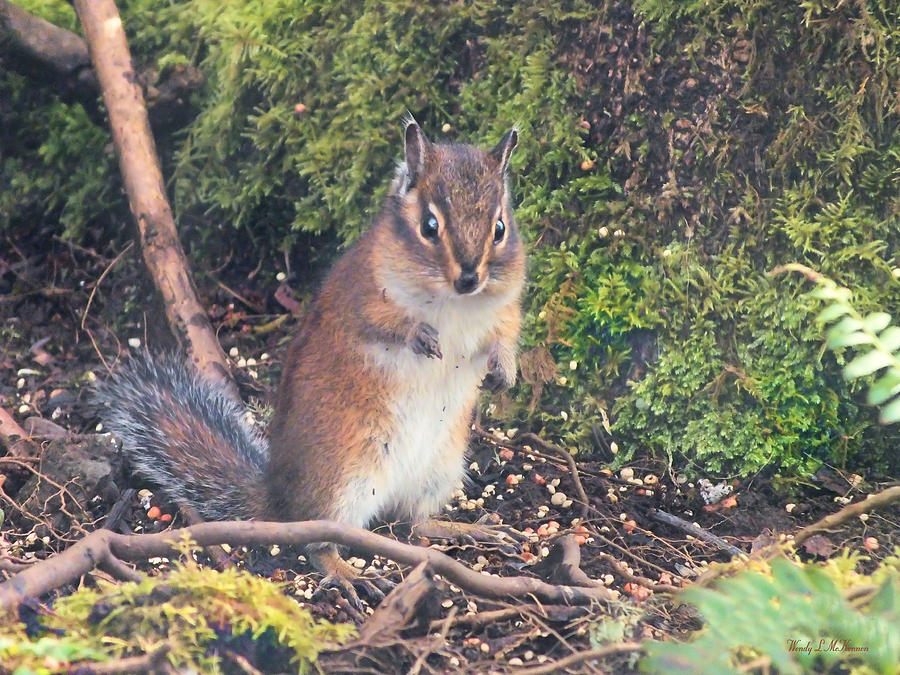 Newport Squirrel Photograph by Wendy McKennon