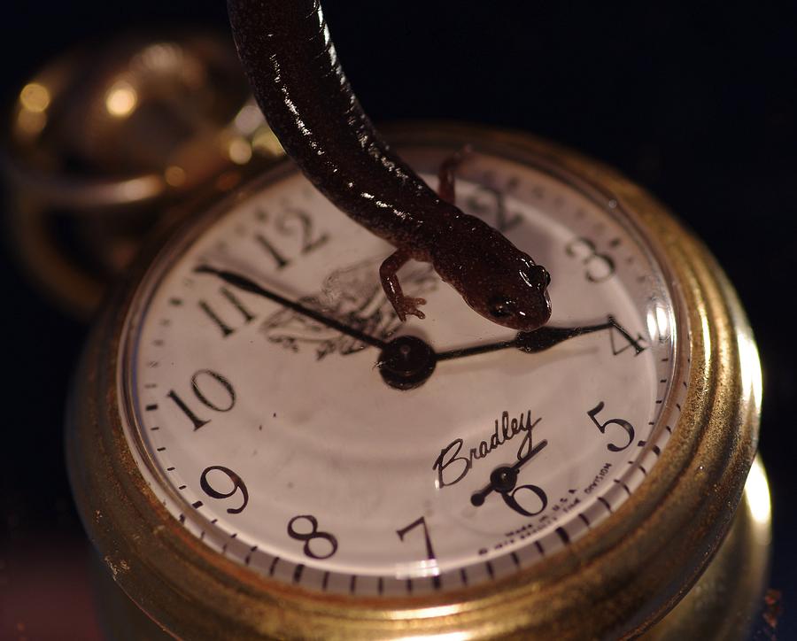Newt On Clock Photograph by Gerald Kloss