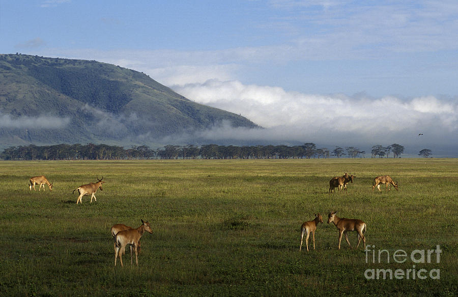Ngorongoro Crater - Tanzania Photograph by Craig Lovell