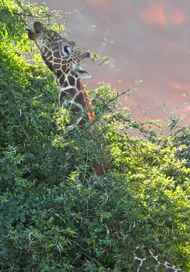 Nibbling Giraffe Photograph by Marie Morrisroe