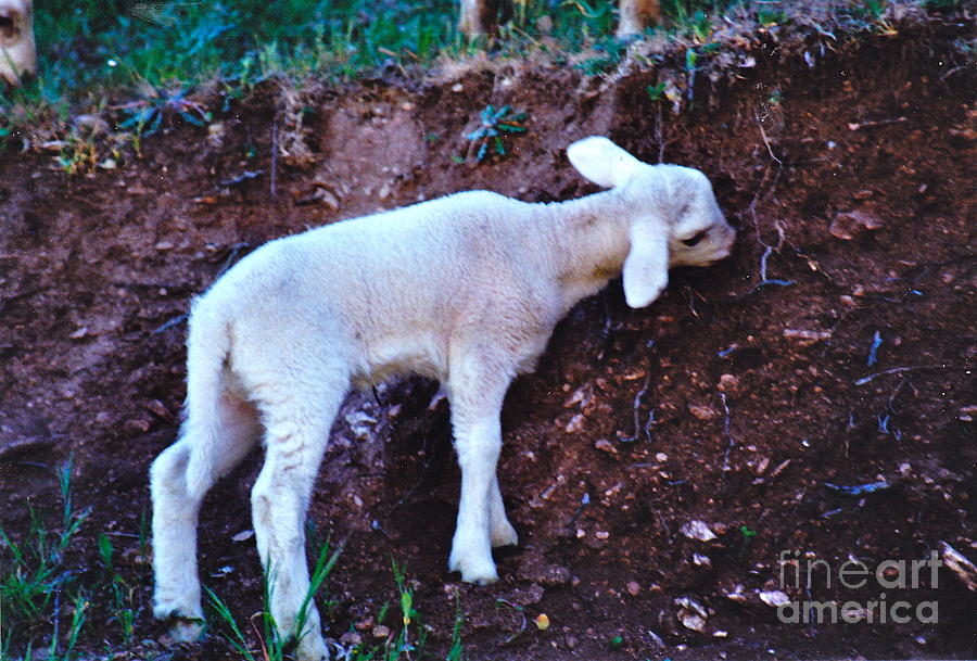 Nibbling Lamb Photograph by Barbara Plattenburg
