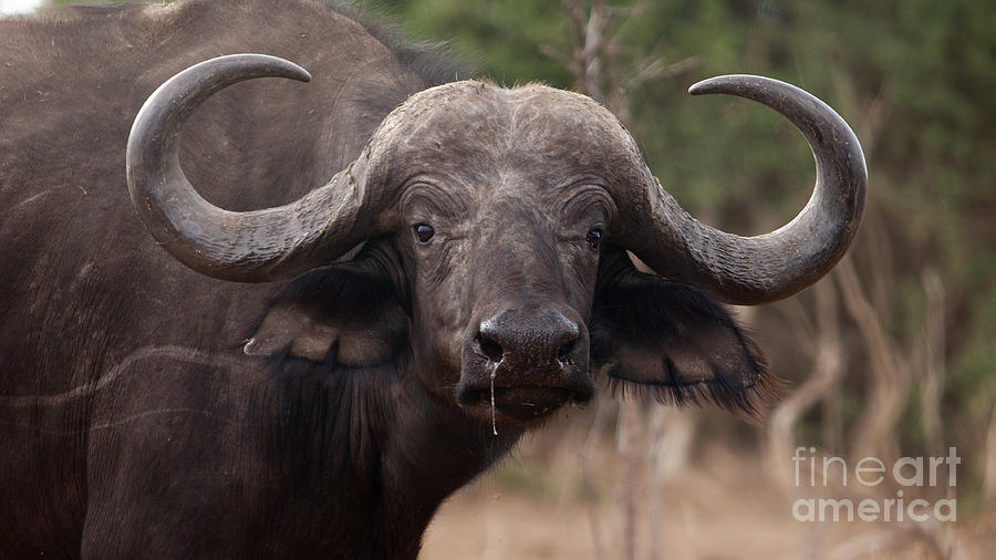 Nice Buffalo Horns Photograph by Mareko Marciniak