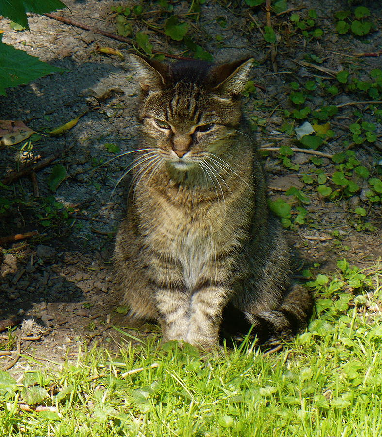 Nice Kitty Photograph by Barbara Lehto - Fine Art America