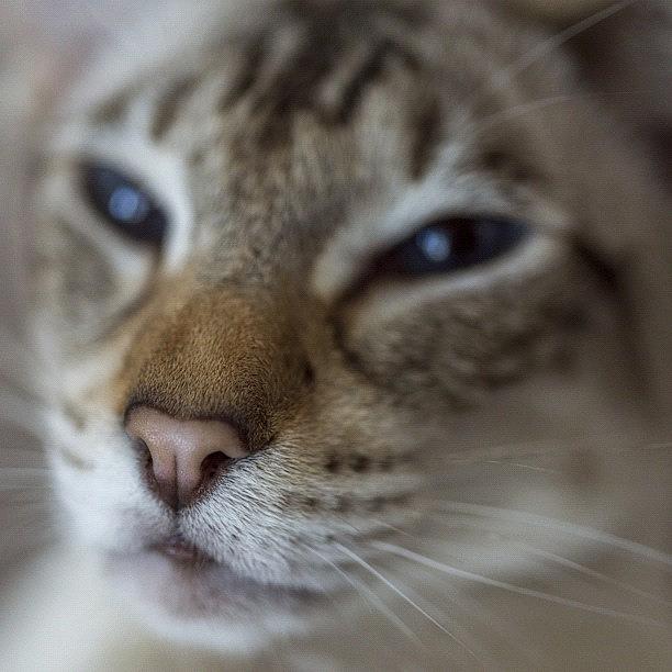 Cat Photograph - #nickmostphotographedcat #neko #kat by Andy Kleinmoedig