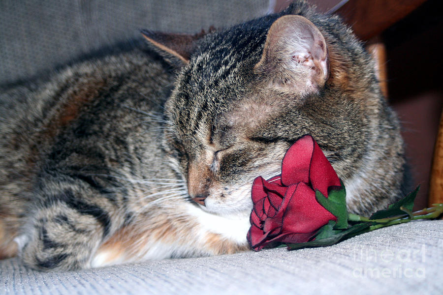 Nicky And A Rose Photograph by Susan Stevenson