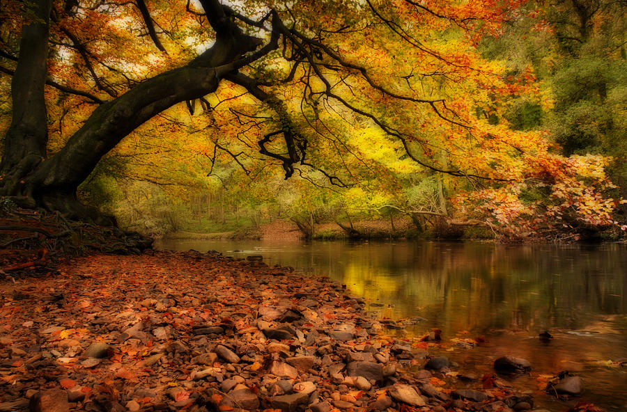 Nidd Gorge in Autumn Photograph by Paul Davis