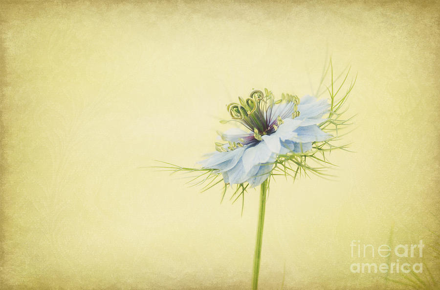 Nigella Floral with Vintage Lace Texture Photograph by Susan Gary