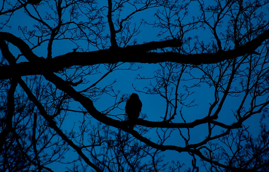 City Photograph - Night Bird Preying by LeeAnn McLaneGoetz McLaneGoetzStudioLLCcom