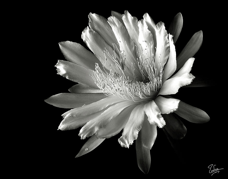 Night Blooming Cereus in Black and White Photograph by Endre Balogh