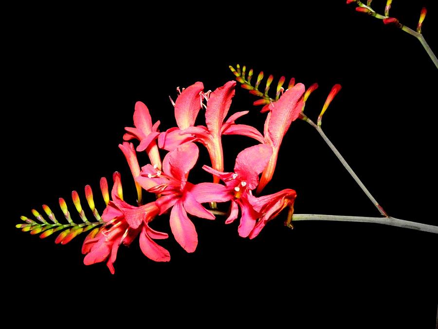 Night Color Blooms Photograph by Kim Galluzzo Wozniak